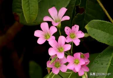 四叶草的寓意和象征，四叶草的寓意和象征