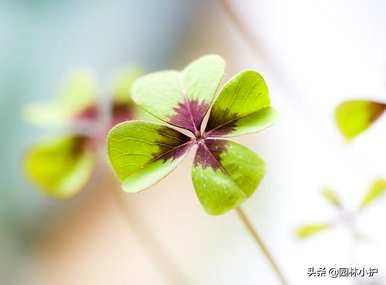 四叶草的寓意和象征，四叶草的寓意和象征