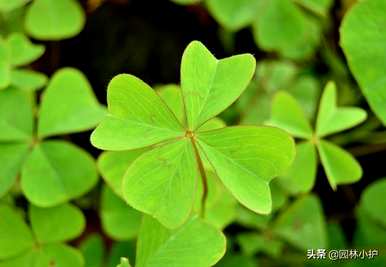 四叶草的寓意和象征，四叶草的寓意和象征