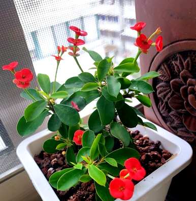 虎刺梅怎么养才能爆花，虎刺梅怎么养？