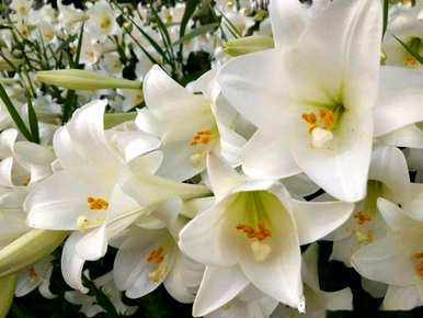 白百合花的花语是什么，花语记录百合花代表什么？
