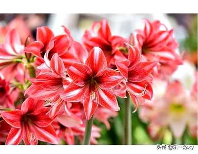 朱顶红花语和传说是什么？