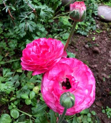 如何饲养草本牡丹花毛啶？花毛啶容易饲养吗？
