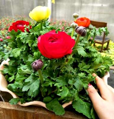 如何饲养草本牡丹花毛啶？花毛啶容易饲养吗？