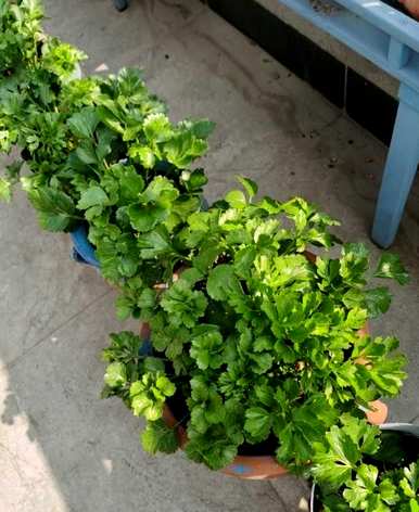 如何饲养草本牡丹花毛啶？花毛啶容易饲养吗？