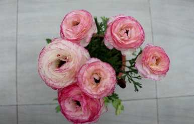 如何饲养草本牡丹花毛啶？花毛啶容易饲养吗？