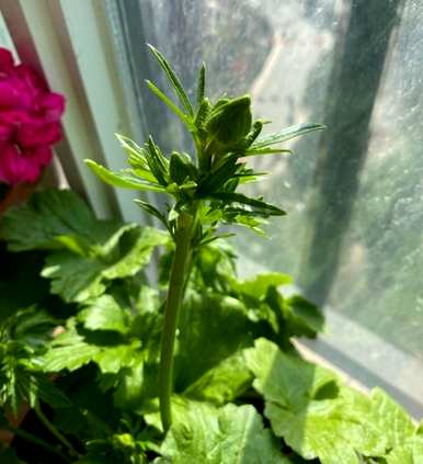 如何饲养草本牡丹花毛啶？花毛啶容易饲养吗？