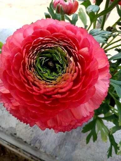 如何饲养草本牡丹花毛啶？花毛啶容易饲养吗？
