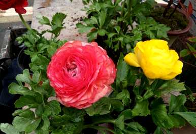 如何饲养草本牡丹花毛啶？花毛啶容易饲养吗？