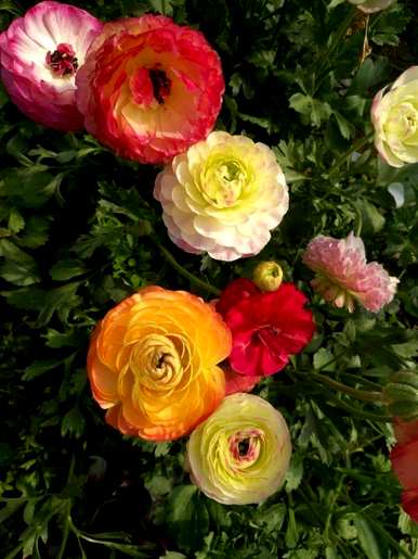 如何饲养草本牡丹花毛啶？花毛啶容易饲养吗？