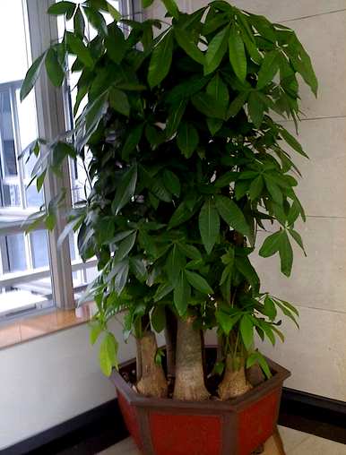 发财树有几种品种，发财树有几种