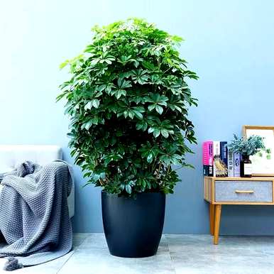 发财树有几种品种，发财树有几种