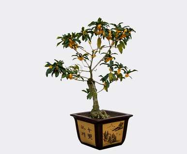 如何修剪金桂花树，四季修剪金桂花老叶？