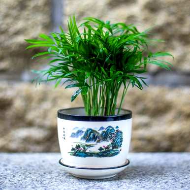 袖珍椰子树盆栽怎么养？椰子树盆栽好养吗？
