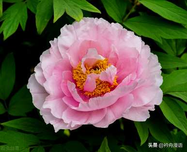 家养最香的花是什么，世界上最美的花是什么？