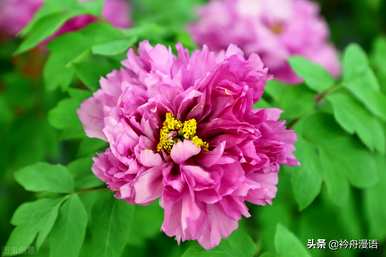 家养最香的花是什么，世界上最美的花是什么？