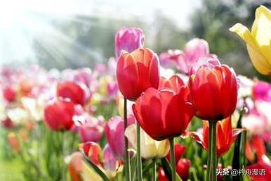 家养最香的花是什么，世界上最美的花是什么？