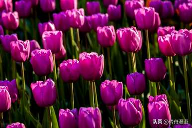 家养最香的花是什么，世界上最美的花是什么？