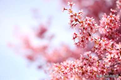 家养最香的花是什么，世界上最美的花是什么？