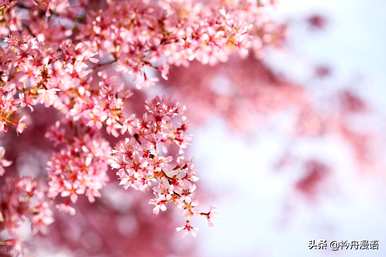 家养最香的花是什么，世界上最美的花是什么？