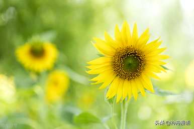 家养最香的花是什么，世界上最美的花是什么？