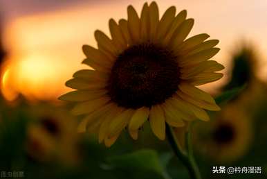 家养最香的花是什么，世界上最美的花是什么？