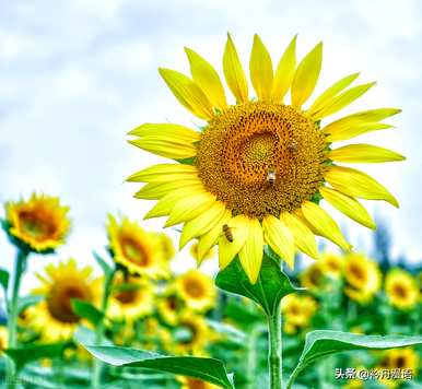 家养最香的花是什么，世界上最美的花是什么？