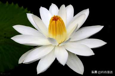 家养最香的花是什么，世界上最美的花是什么？