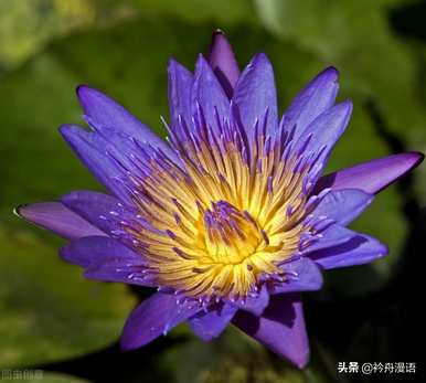 家养最香的花是什么，世界上最美的花是什么？
