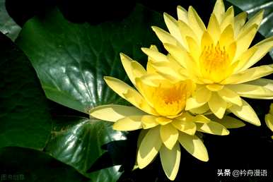 家养最香的花是什么，世界上最美的花是什么？