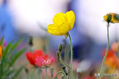 家养最香的花是什么，世界上最美的花是什么？