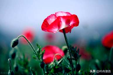 家养最香的花是什么，世界上最美的花是什么？