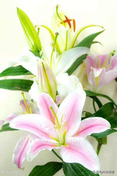 家养最香的花是什么，世界上最美的花是什么？