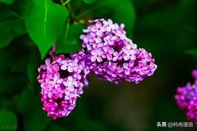 家养最香的花是什么，世界上最美的花是什么？