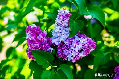 家养最香的花是什么，世界上最美的花是什么？
