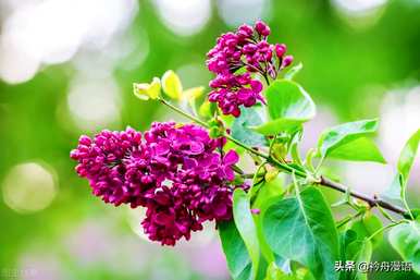 家养最香的花是什么，世界上最美的花是什么？