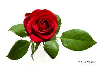 家养最香的花是什么，世界上最美的花是什么？
