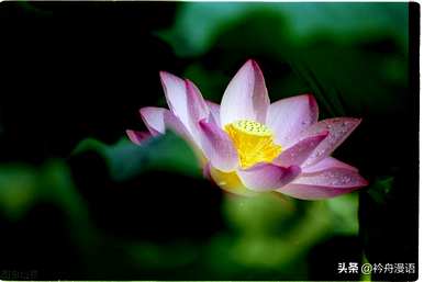 家养最香的花是什么，世界上最美的花是什么？