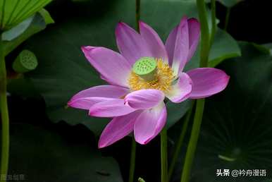 家养最香的花是什么，世界上最美的花是什么？