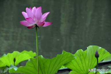 家养最香的花是什么，世界上最美的花是什么？