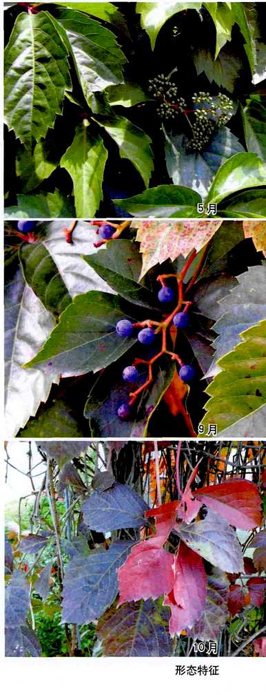 如何种植五叶地锦，如何种植五叶地锦种子