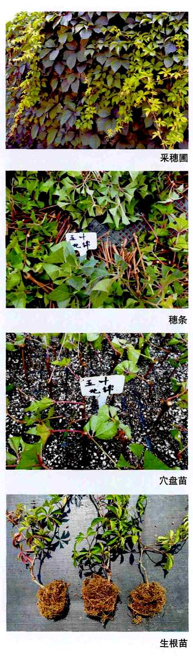 如何种植五叶地锦，如何种植五叶地锦种子