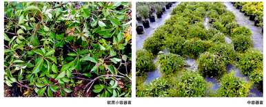 如何种植五叶地锦，如何种植五叶地锦种子