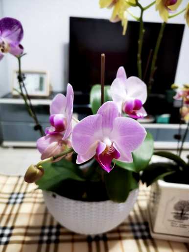 蝴蝶兰花期一年开几次，蝴蝶兰花期如何长期保持？