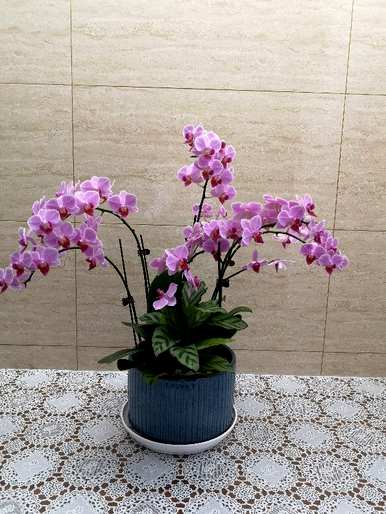 蝴蝶兰花期一年开几次，蝴蝶兰花期如何长期保持？