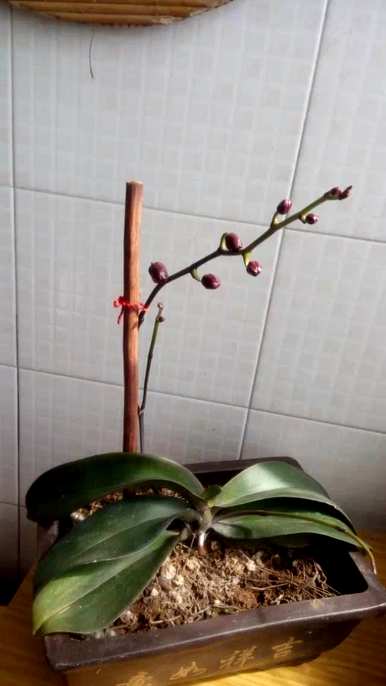 蝴蝶兰花期一年开几次，蝴蝶兰花期如何长期保持？