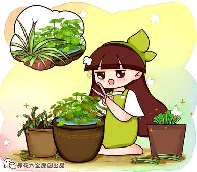 含羞草长得太旺怎么办？含羞草怎么养才能更旺？