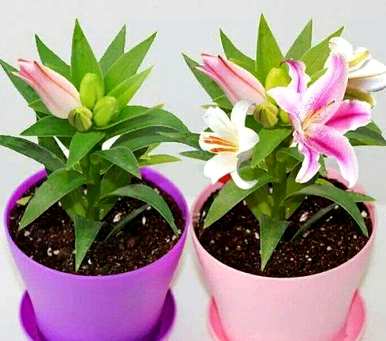 种植百合花的正确方法是什么季节？