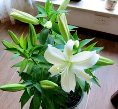 种植百合花的正确方法是什么季节？