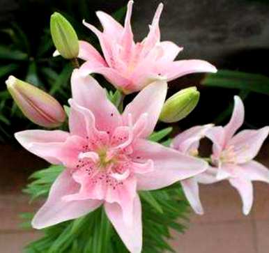 种植百合花的正确方法是什么季节？